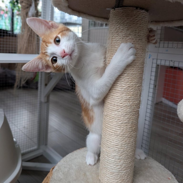 Fanta - male kitten Image