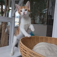 Fanta - male kitten - Photo 2