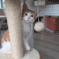 Fanta - male kitten - Photo 3