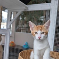 Fanta - male kitten - Photo 4