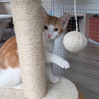 Fanta - male kitten - Photo 5