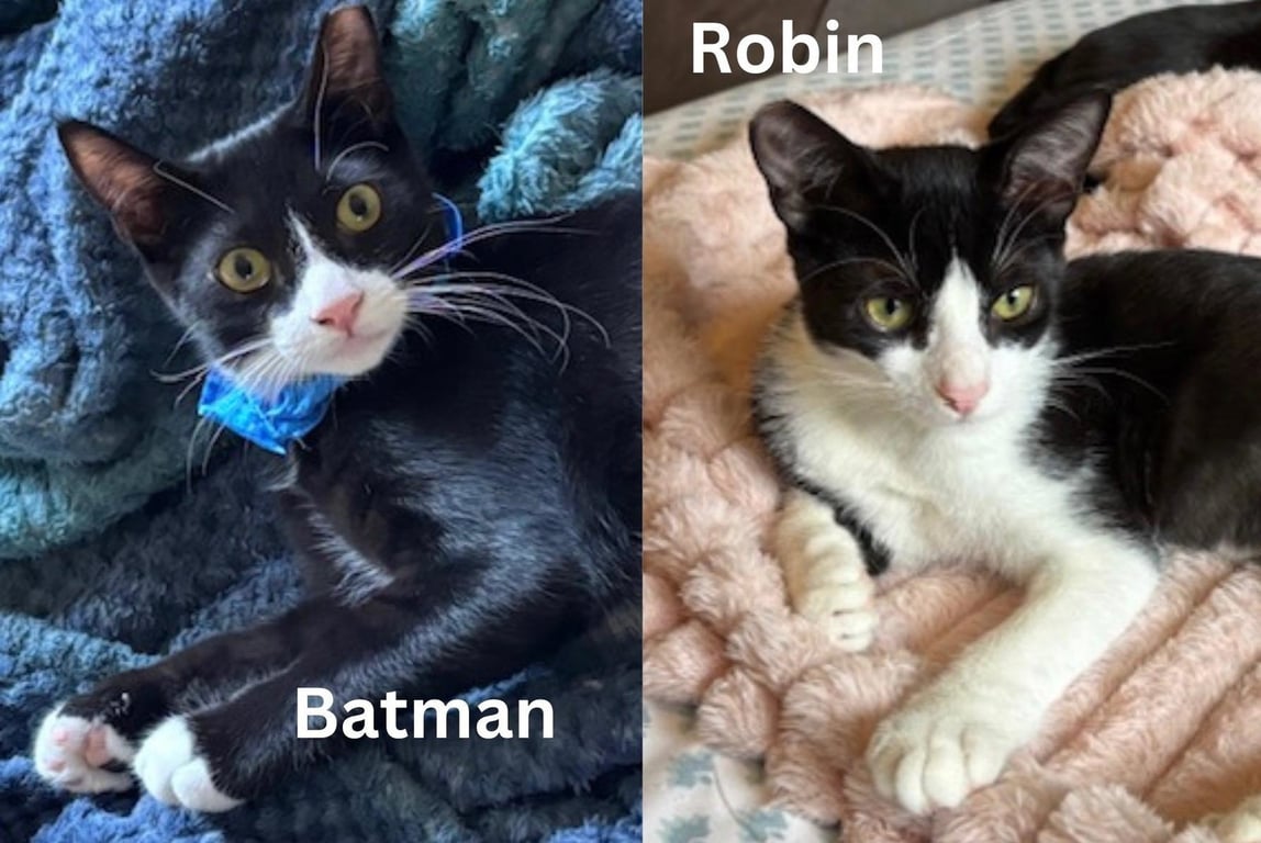 Batman & Robin - bonded siblings Image