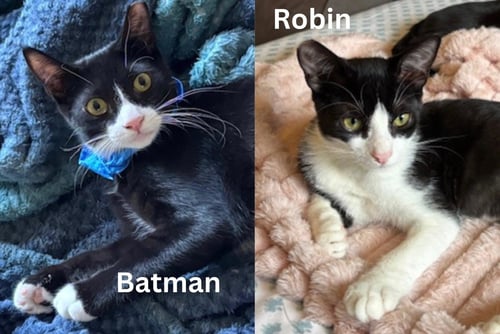 BATMAN & ROBIN - BONDED SIBLINGS - Tuxedo available for adoption