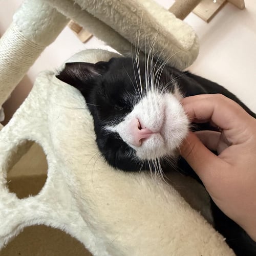 BATMAN & ROBIN - BONDED SIBLINGS - Tuxedo available for adoption