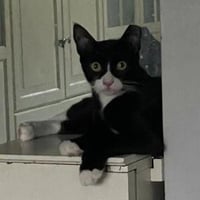 Batman & Robin - bonded siblings - Photo 4