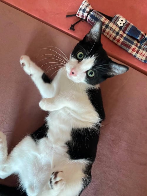 REED - MALE KITTEN - Tuxedo available for adoption