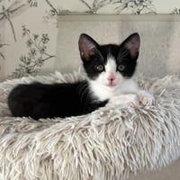 Reed - male kitten - Photo 3