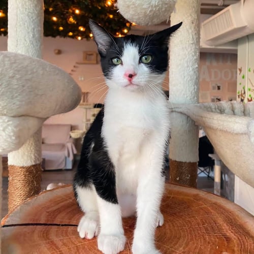 REED - MALE KITTEN - Tuxedo available for adoption