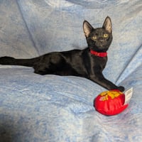 Rome - male kitten - Photo 4
