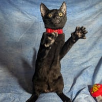 Rome - male kitten - Photo 3