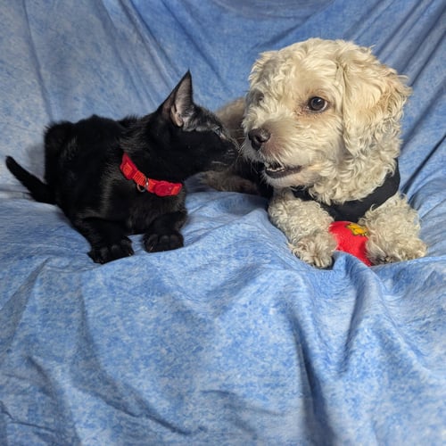ROME - MALE KITTEN - Domestic Short Hair available for adoption