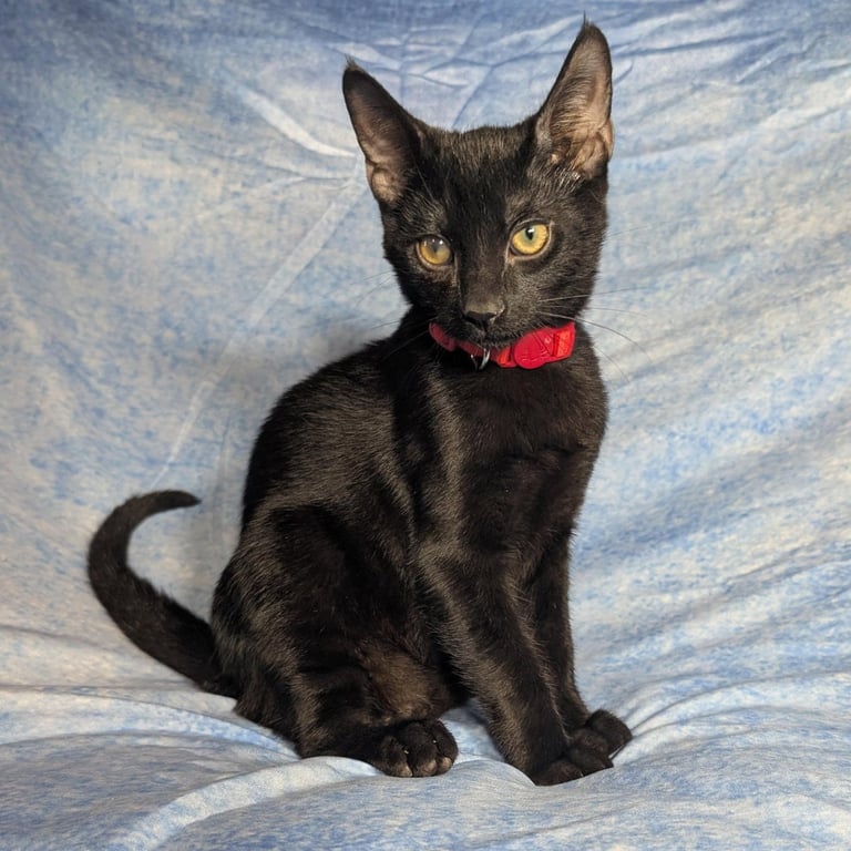 Rome - male kitten Image