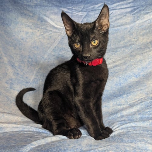 ROME - MALE KITTEN - Domestic Short Hair available for adoption