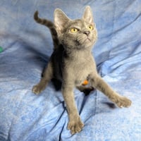 Lucca - male kitten - Photo 2