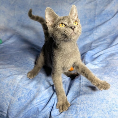 LUCCA - MALE KITTEN - Domestic Short Hair available for adoption