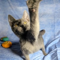 Lucca - male kitten - Photo 3