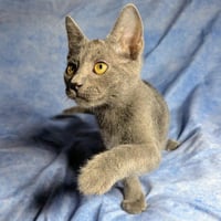 Lucca - male kitten - Photo 4