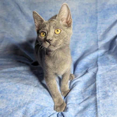 LUCCA - MALE KITTEN - Domestic Short Hair available for adoption