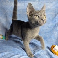 Lucca - male kitten - Photo 5