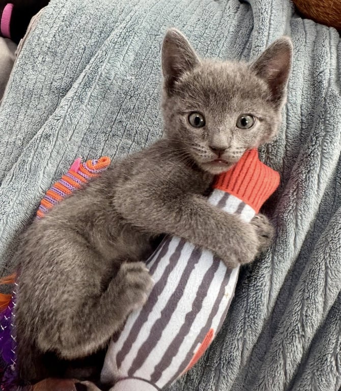 Clementine - female kitten Image