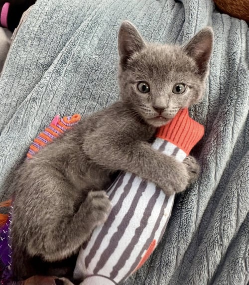 CLEMENTINE - FEMALE KITTEN - Domestic Short Hair available for adoption