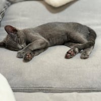 Clementine - female kitten - Photo 2