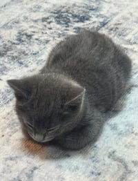 Clementine - female kitten - Photo 3
