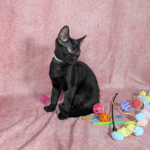 LOKI - MALE KITTEN - Domestic Short Hair available for adoption