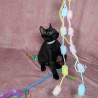 Loki - male kitten - Photo 5