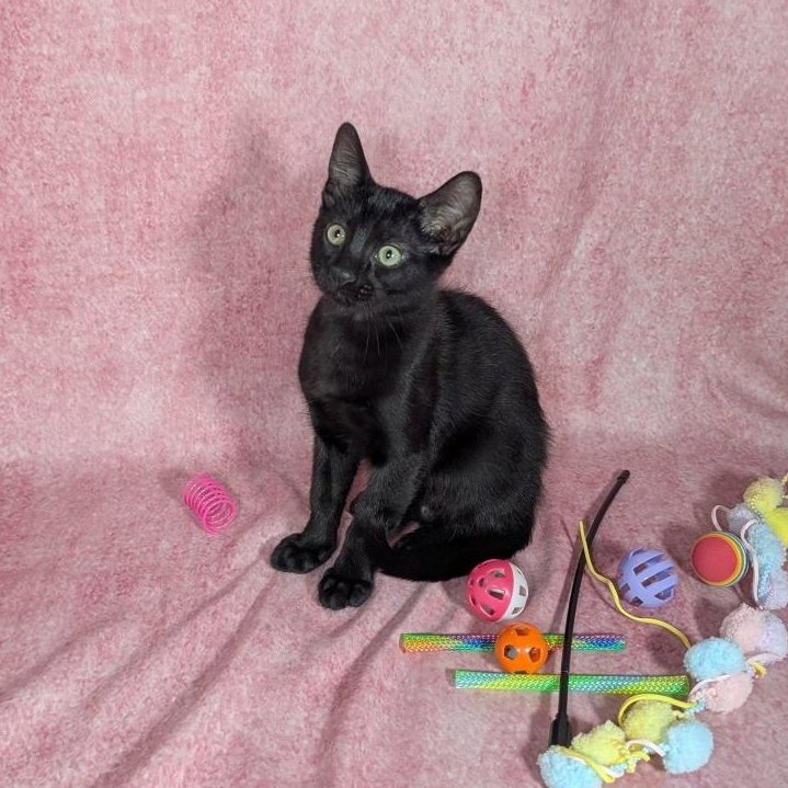 Loki - male kitten Image