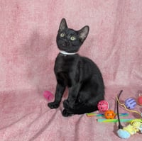 Loki - male kitten - Photo 6