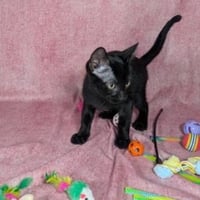Loki - male kitten - Photo 3