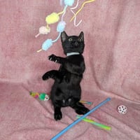 Loki - male kitten - Photo 4