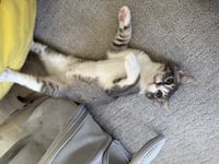 Kreacher - male kitten - Photo 1