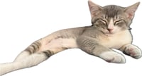 Kreacher - male kitten - Photo 3