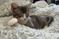 Kreacher - male kitten - Photo 2