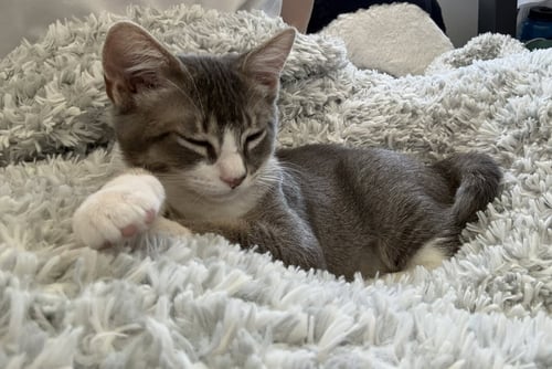 KREACHER - MALE KITTEN - Tabby available for adoption