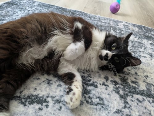 MOONLIGHT - Tuxedo available for adoption