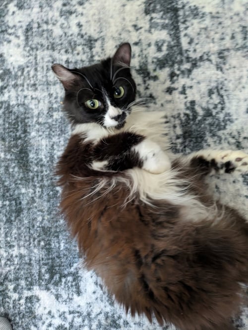 MOONLIGHT - Tuxedo available for adoption