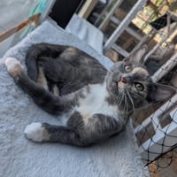 Stardust - female kitten - Photo 4