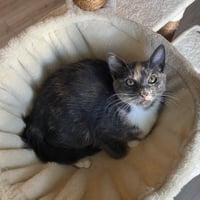 Stardust - female kitten - Photo 3