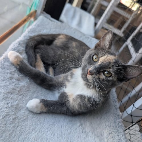 STARDUST - FEMALE KITTEN - Calico available for adoption