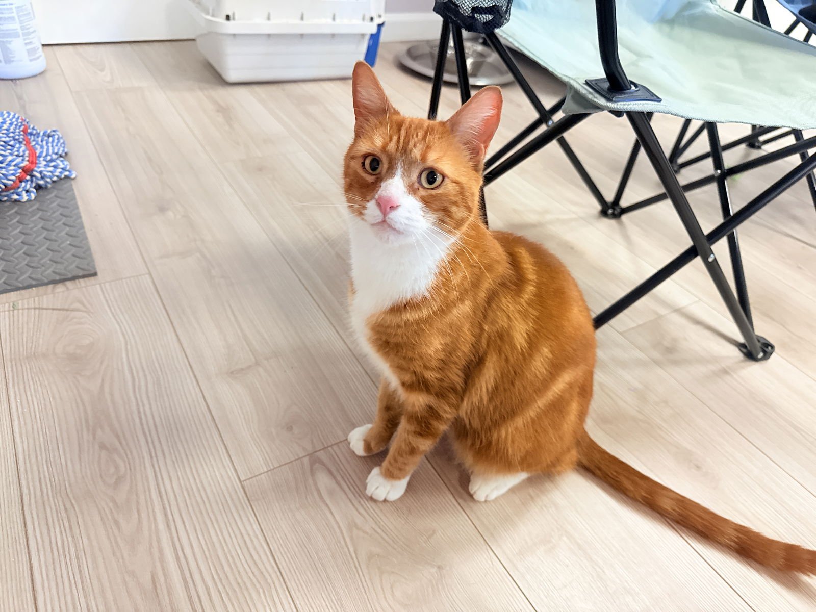 ROBIN - Tabby for adoption in Sunnyvale