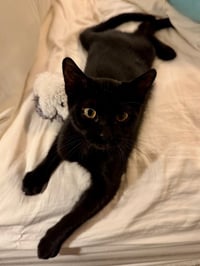 Monday - female teen kitten - Photo 3