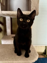 Monday - female teen kitten - Photo 1