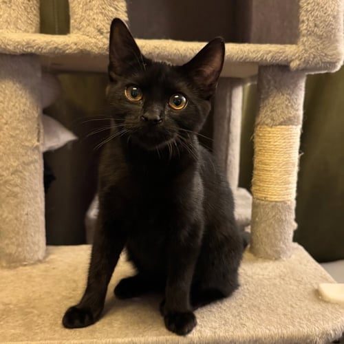 MONDAY - FEMALE TEEN KITTEN - Domestic Short Hair available for adoption