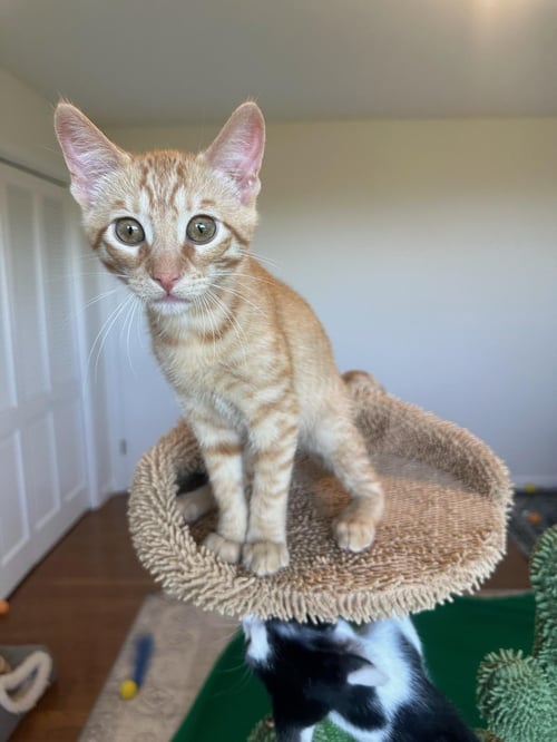 CRUSH - MALE KITTEN - Tabby available for adoption