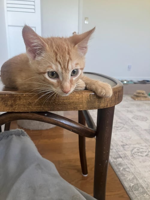 CRUSH - MALE KITTEN - Tabby available for adoption