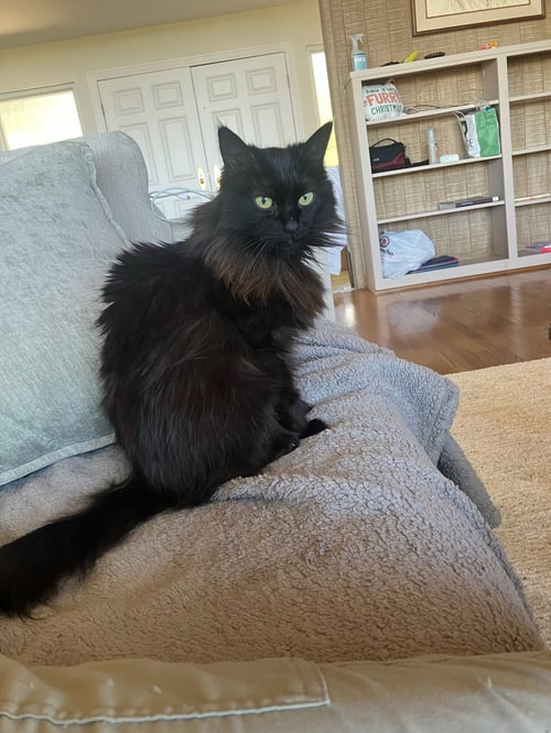 FERN - Domestic Long Hair available for adoption