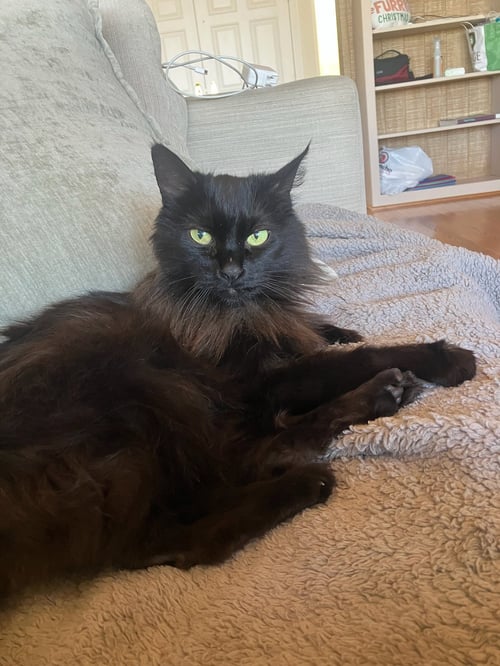 FERN - Domestic Long Hair available for adoption